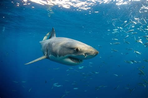 Great White Sharks “Already in the UK” as They Head Further North, Expert Warns