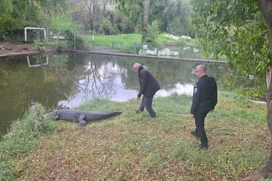 Israeli Plan to Build Crocodile-Filled Moat Around Prison Faces Court Battle