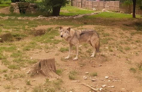 Wolf Caught in City Highlights North Macedonia’s Problem with Rescued Wild Animals