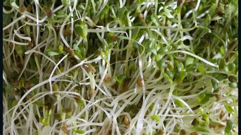 At Least 55 Sickened in Salmonella and E. coli Outbreak Linked to Sprouts