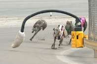 Greyhound Racing Ban: Industry “Resigned to Its Fate” as the End Is in Sight