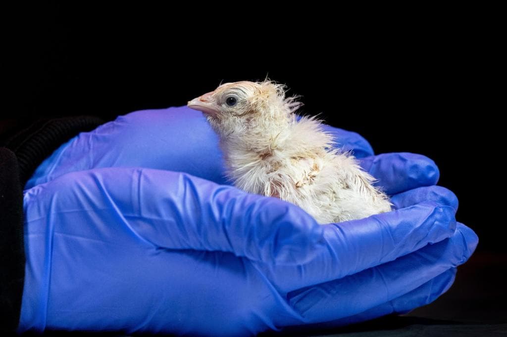 De-Extinction Company Hatches Live Chicks from Artificial Eggshell De-Extinction Company Hatches Live Chicks from Artificial Eggshell