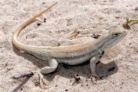 Paxton lawsuit prompts end of federal endangered species protection for Texas lizard Paxton lawsuit prompts end of federal endangered species protection for Texas lizard