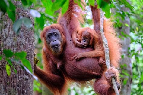 Indonesia Seeks Repatriation of Five Baby Orangutans Found in India Indonesia Seeks Repatriation of Five Baby Orangutans Found in India