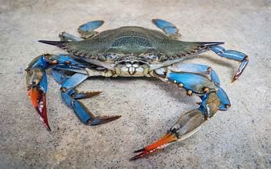 Italian Scientists Bet on Octopuses to Fight Crab Invasion Italian Scientists Bet on Octopuses to Fight Crab Invasion