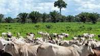 EU Suspends Brazilian Beef Imports Amid Safety Concerns EU Suspends Brazilian Beef Imports Amid Safety Concerns