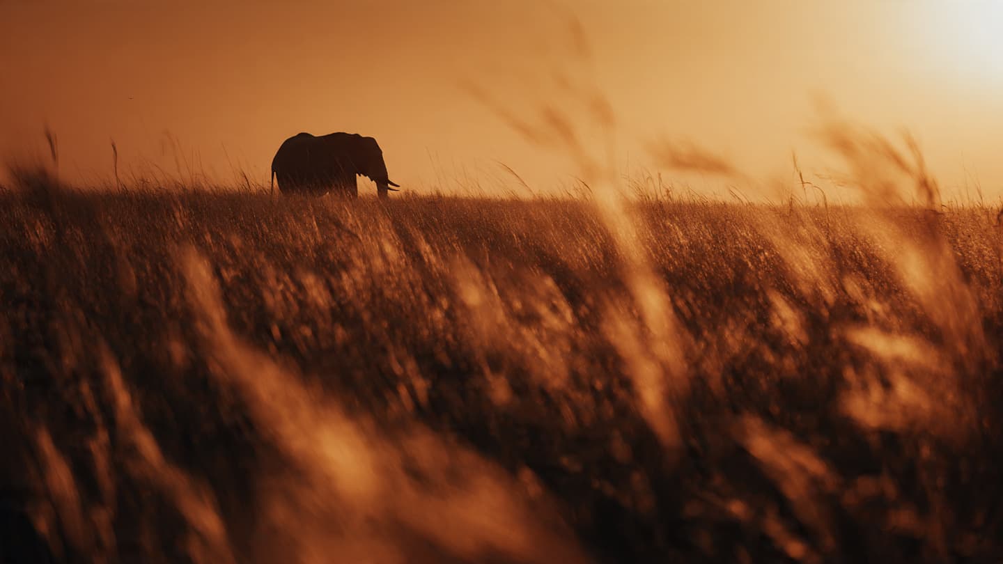 When the Giant Crosses the Human Path: The Heavy Weight of a Wilderness Loss When the Giant Crosses the Human Path: The Heavy Weight of a Wilderness Loss