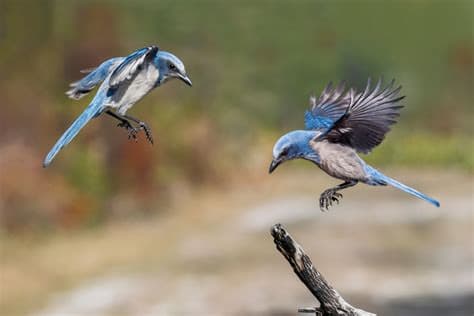 Why a Battle Over Florida Scrub Jay Habitat Could Be Significant for the Endangered Species Act Why a Battle Over Florida Scrub Jay Habitat Could Be Significant for the Endangered Species Act