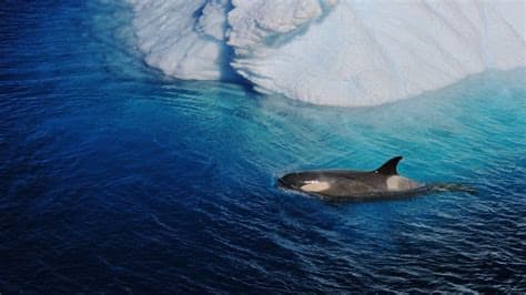 Putin Urges Teachers to Explain Ukraine War Using Killer Whales Hunting Polar Bears Putin Urges Teachers to Explain Ukraine War Using Killer Whales Hunting Polar Bears
