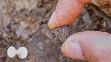 Humans Mastered Fire 400,000 Years Ago, Redefining Our Understanding of Prehistoric Life Humans Mastered Fire 400,000 Years Ago, Redefining Our Understanding of Prehistoric Life