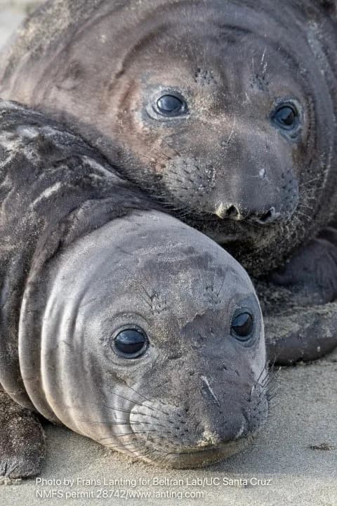 Bird flu outbreak in California elephant seals prompts officials to cancel popular tours Bird flu outbreak in California elephant seals prompts officials to cancel popular tours