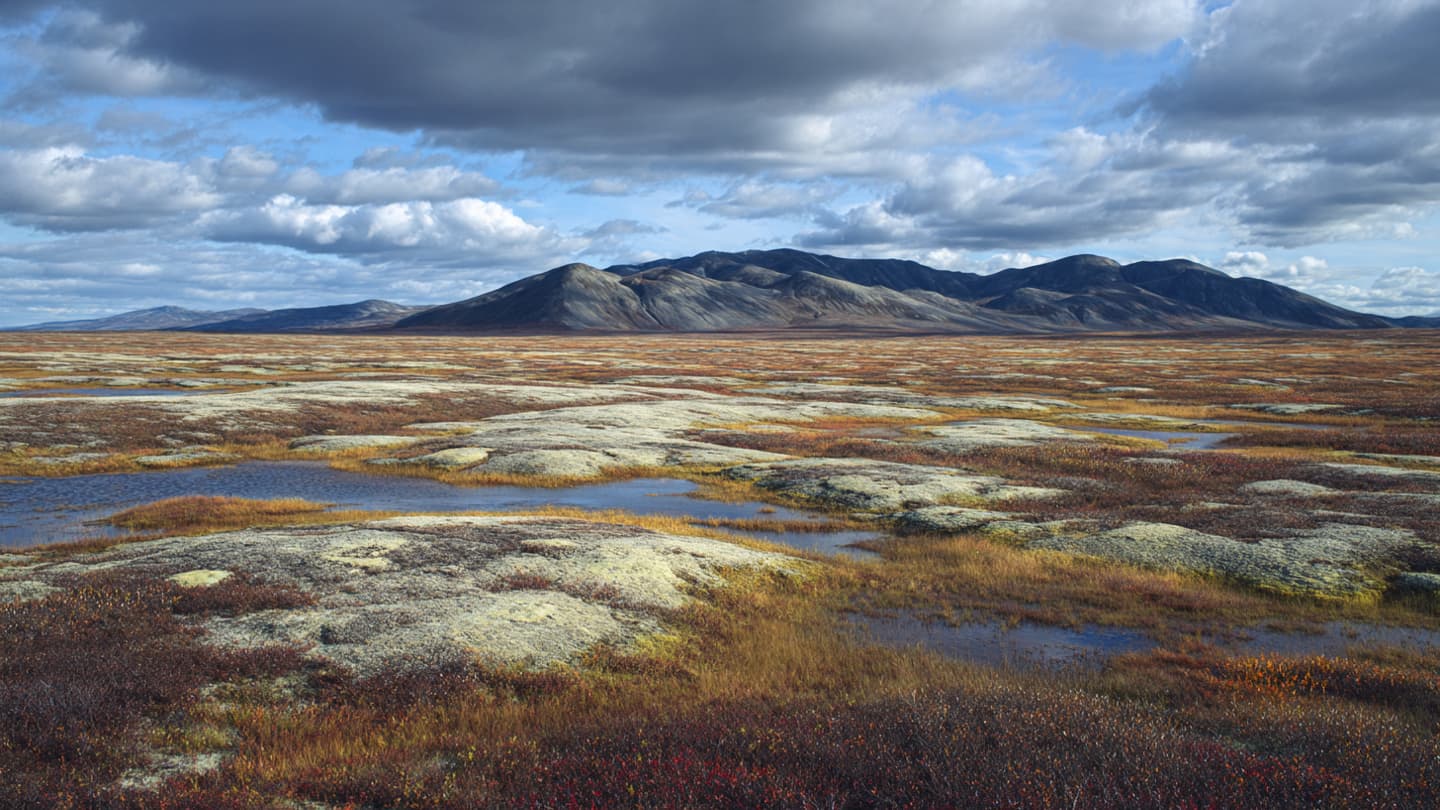 As Arctic Ice Softens, Nature Reveals a More Complicated Story As Arctic Ice Softens, Nature Reveals a More Complicated Story