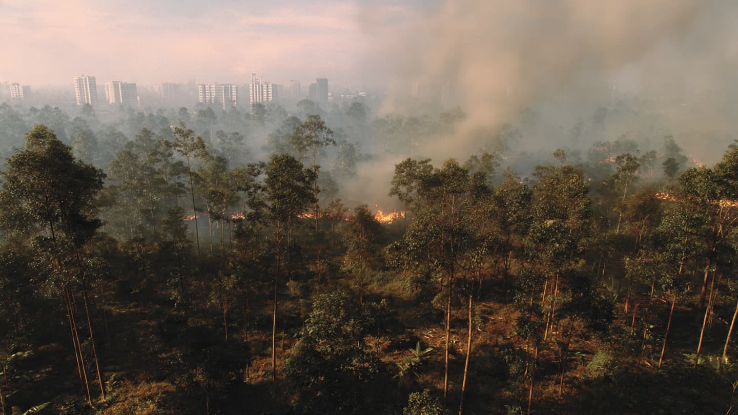 When Fire Reaches the Forest Near Nusantara, Borneo’s Dry Season Changes the Shape of the Horizon When Fire Reaches the Forest Near Nusantara, Borneo’s Dry Season Changes the Shape of the Horizon
