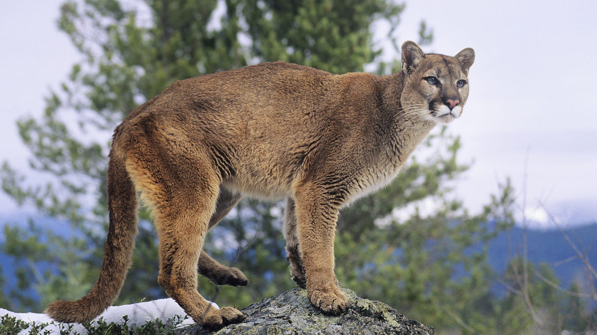 Woman Kiked in Suspected Mountain Lion Attack While Hiking in Northern Colorado Woman Kiked in Suspected Mountain Lion Attack While Hiking in Northern Colorado