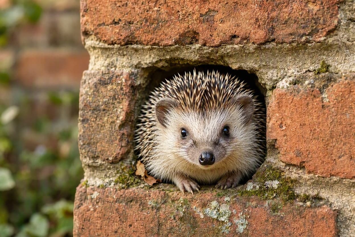 A Miracle in the Walls: Saving a Tiny Neighbor A Miracle in the Walls: Saving a Tiny Neighbor