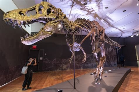 Rare fossil of T. rex cousin goes on display in New York before heading to auction Rare fossil of T. rex cousin goes on display in New York before heading to auction