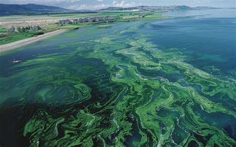 “Extremely Rare Event”: Miles-Long Microalgae Bloom Disrupts Israel’s Desalination Plants “Extremely Rare Event”: Miles-Long Microalgae Bloom Disrupts Israel’s Desalination Plants