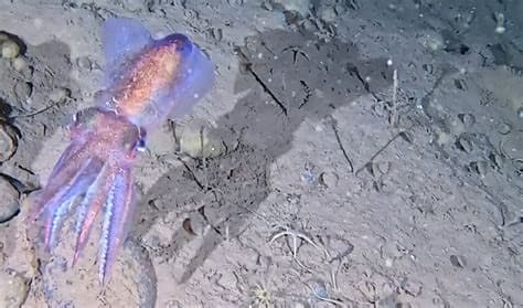 Rare footage reveals elusive Arctic bobtail squid mom with clutch of eggs Rare footage reveals elusive Arctic bobtail squid mom with clutch of eggs