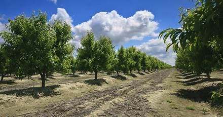 A California farmer is giving away tons of nectarines that he’s not allowed to sell A California farmer is giving away tons of nectarines that he’s not allowed to sell