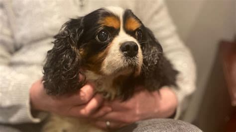 Lost Spaniel Found Freezing but Safe After Two Weeks in the Wild Lost Spaniel Found Freezing but Safe After Two Weeks in the Wild