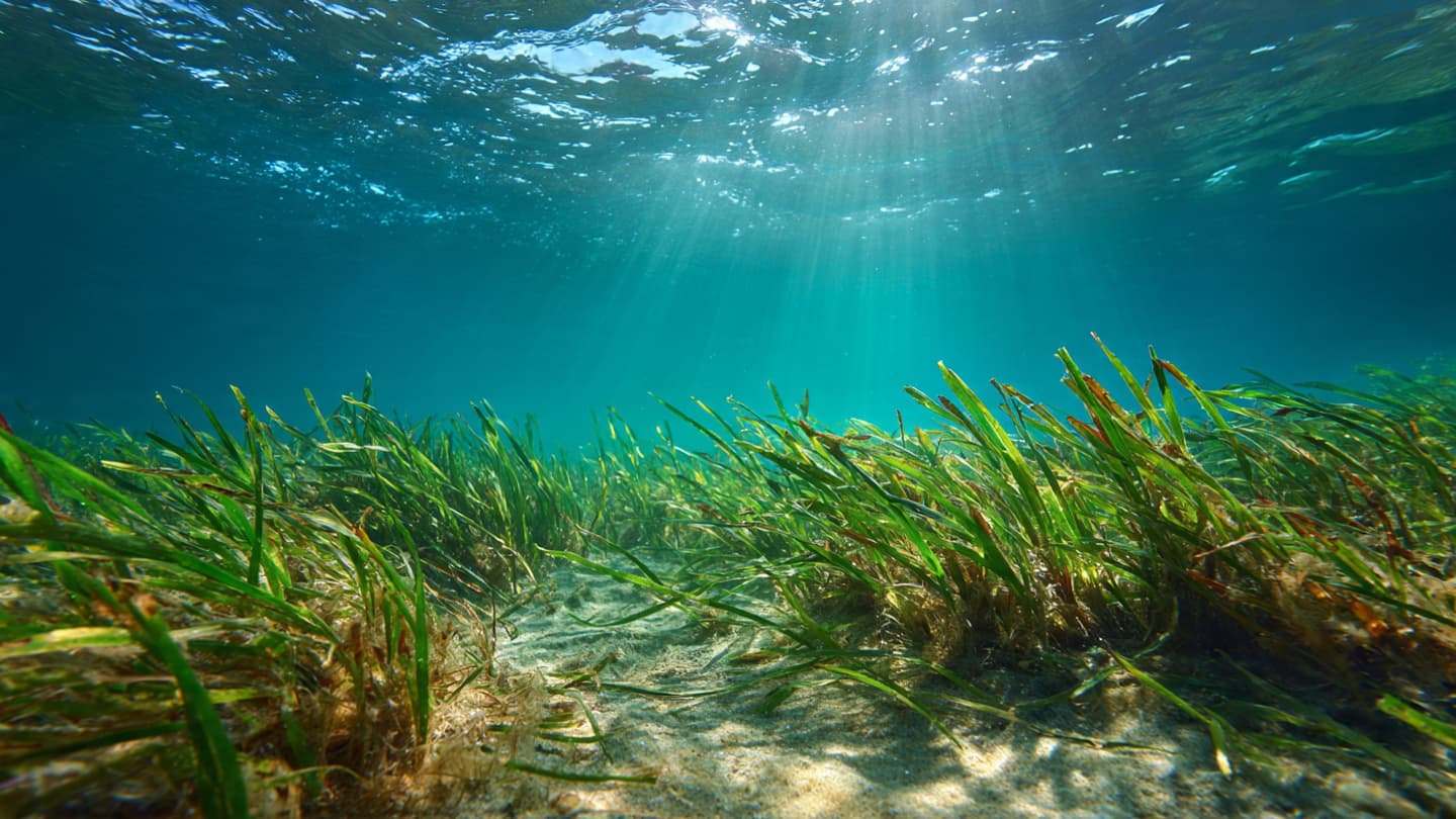 The Azure Sanctuary: Reflections on the Silent Return of Marine Life to the Serbian Coastline The Azure Sanctuary: Reflections on the Silent Return of Marine Life to the Serbian Coastline