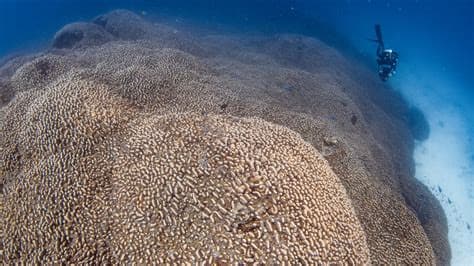 Long-Lost Coral Reefs Rediscovered Off the Coast of Africa Long-Lost Coral Reefs Rediscovered Off the Coast of Africa