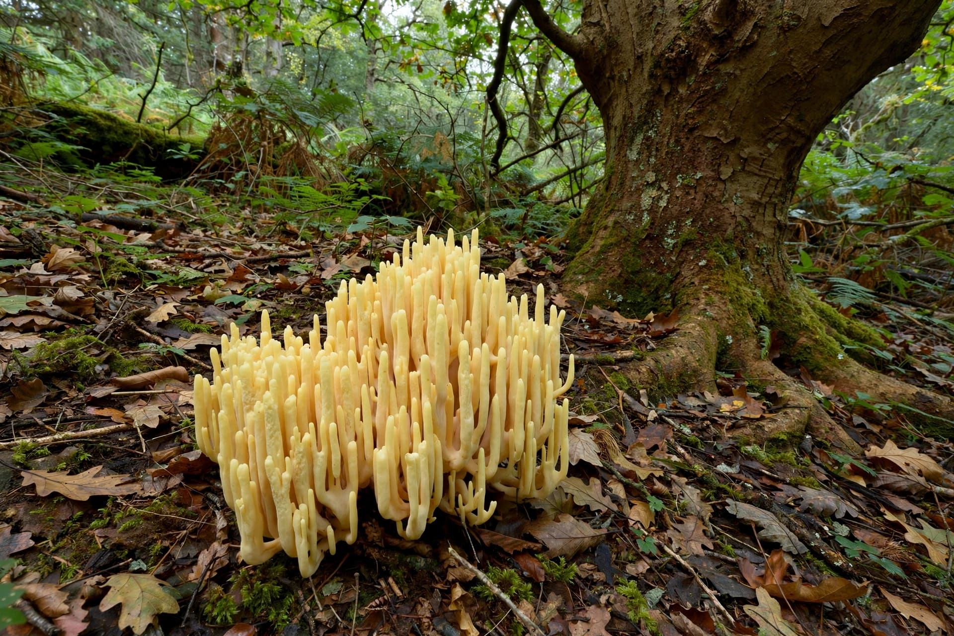 The asteroid killed the dinosaurs; the fungi inherited the earth. The asteroid killed the dinosaurs; the fungi inherited the earth.