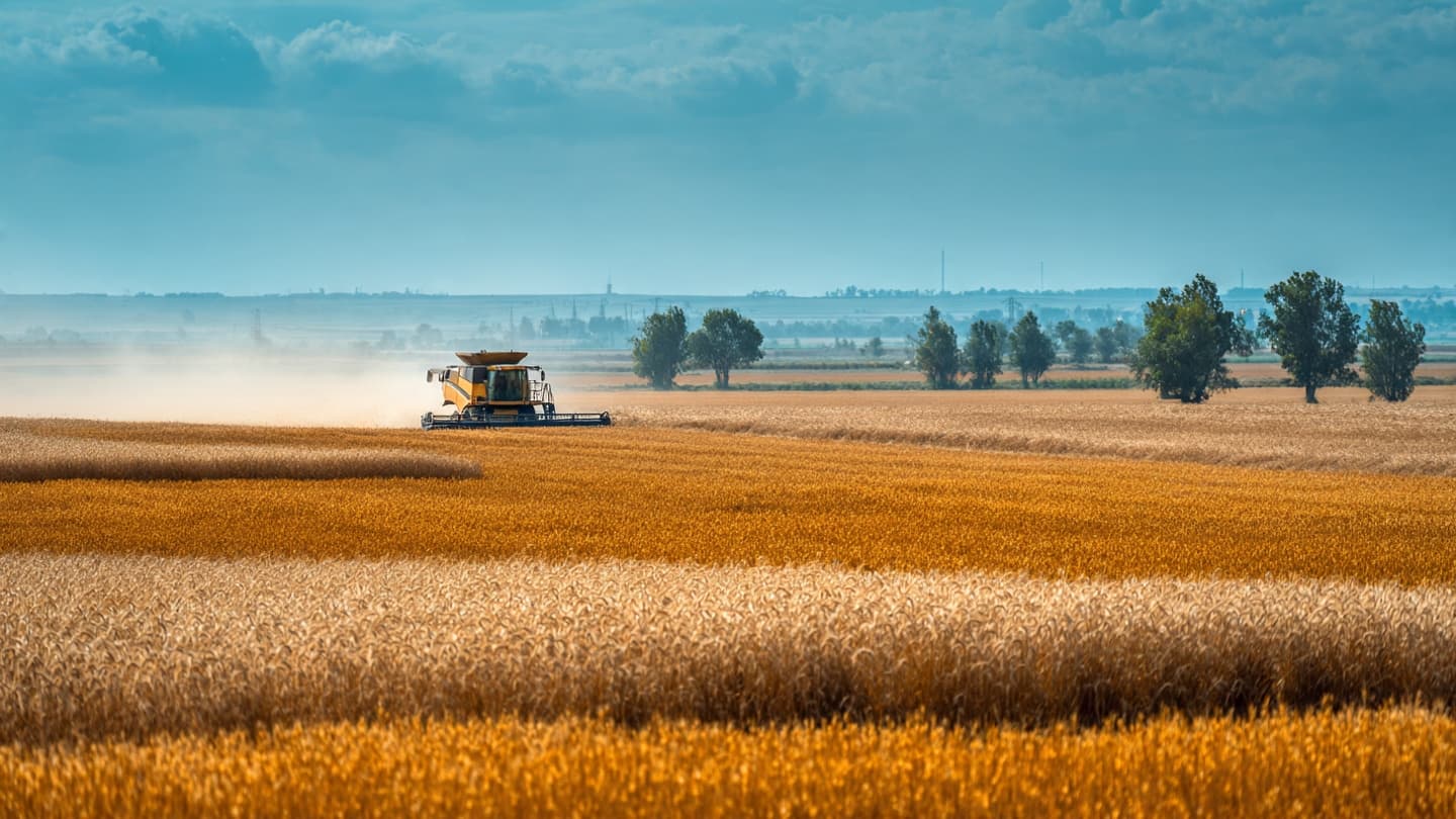Between Harvests and Global Shipping Routes, Wheat Markets Brace for Tighter Supplies Across Distant Countries Between Harvests and Global Shipping Routes, Wheat Markets Brace for Tighter Supplies Across Distant Countries