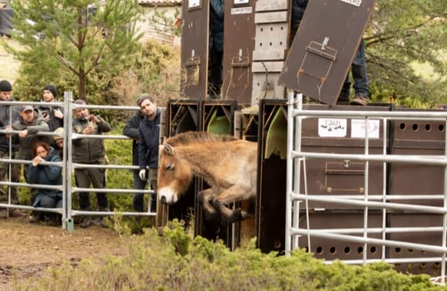 Przewalski’s Horses Released Inside a Protected Park in Spain for the First Time Przewalski’s Horses Released Inside a Protected Park in Spain for the First Time
