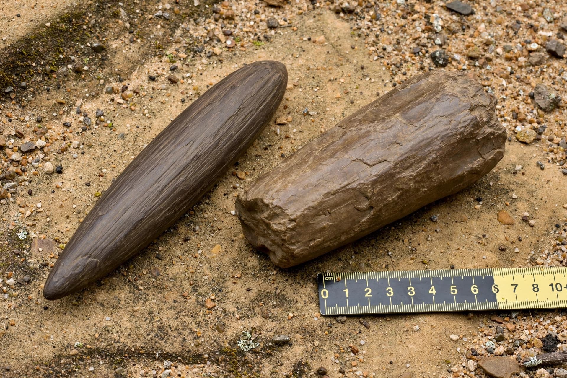 Two specimens, 160 million years, and a shape no one expected. Two specimens, 160 million years, and a shape no one expected.