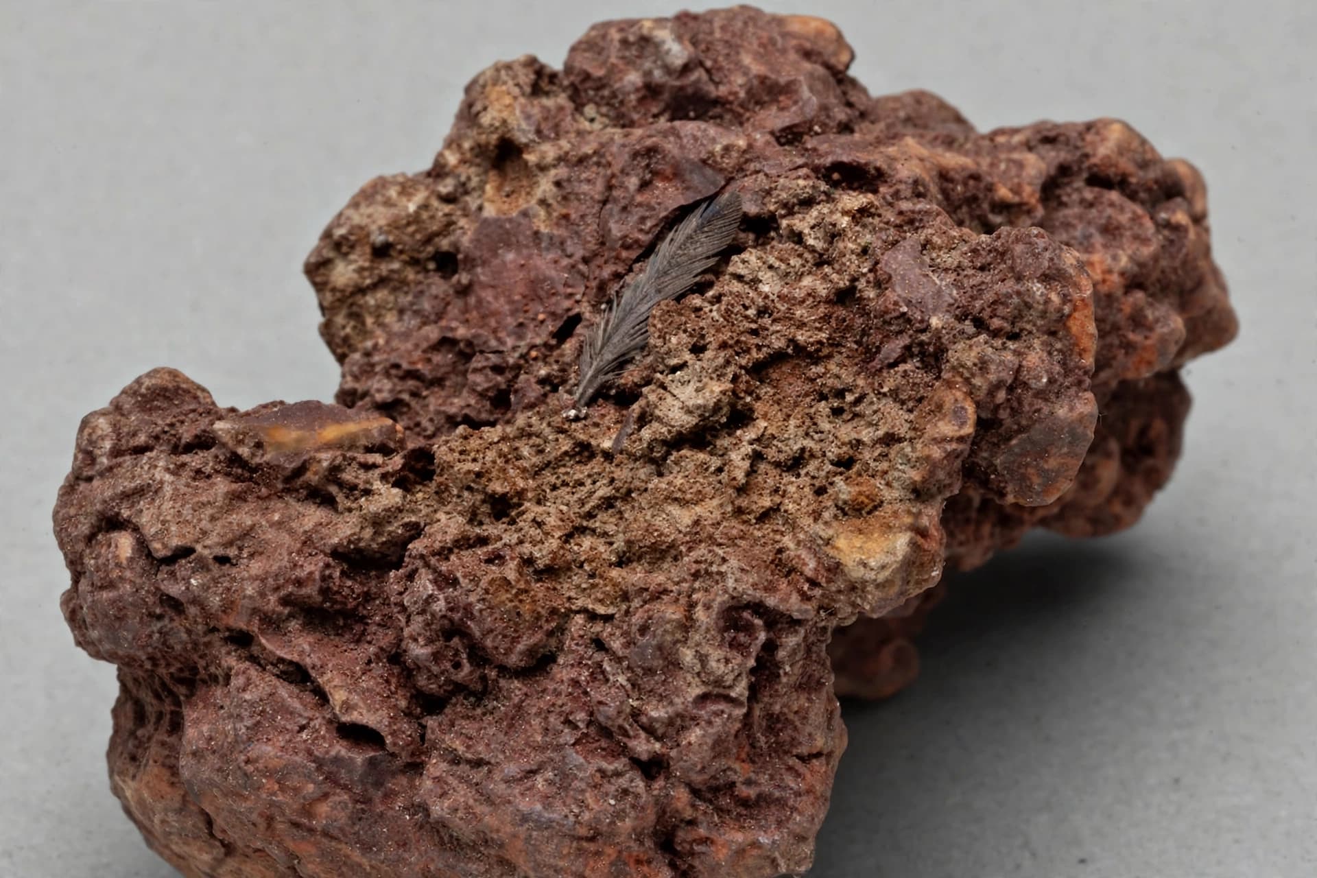 A Lump of Dinosaur Dung Holds the Secret of Bird Survival A Lump of Dinosaur Dung Holds the Secret of Bird Survival