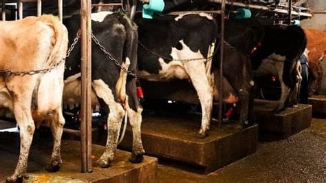 New Virus Detected in Swiss Cattle as Dairy Farms Report Mystery Illness New Virus Detected in Swiss Cattle as Dairy Farms Report Mystery Illness