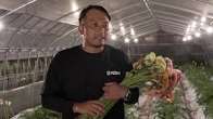 Deadly Heat Turns Japan’s Farmers Nocturnal Deadly Heat Turns Japan’s Farmers Nocturnal