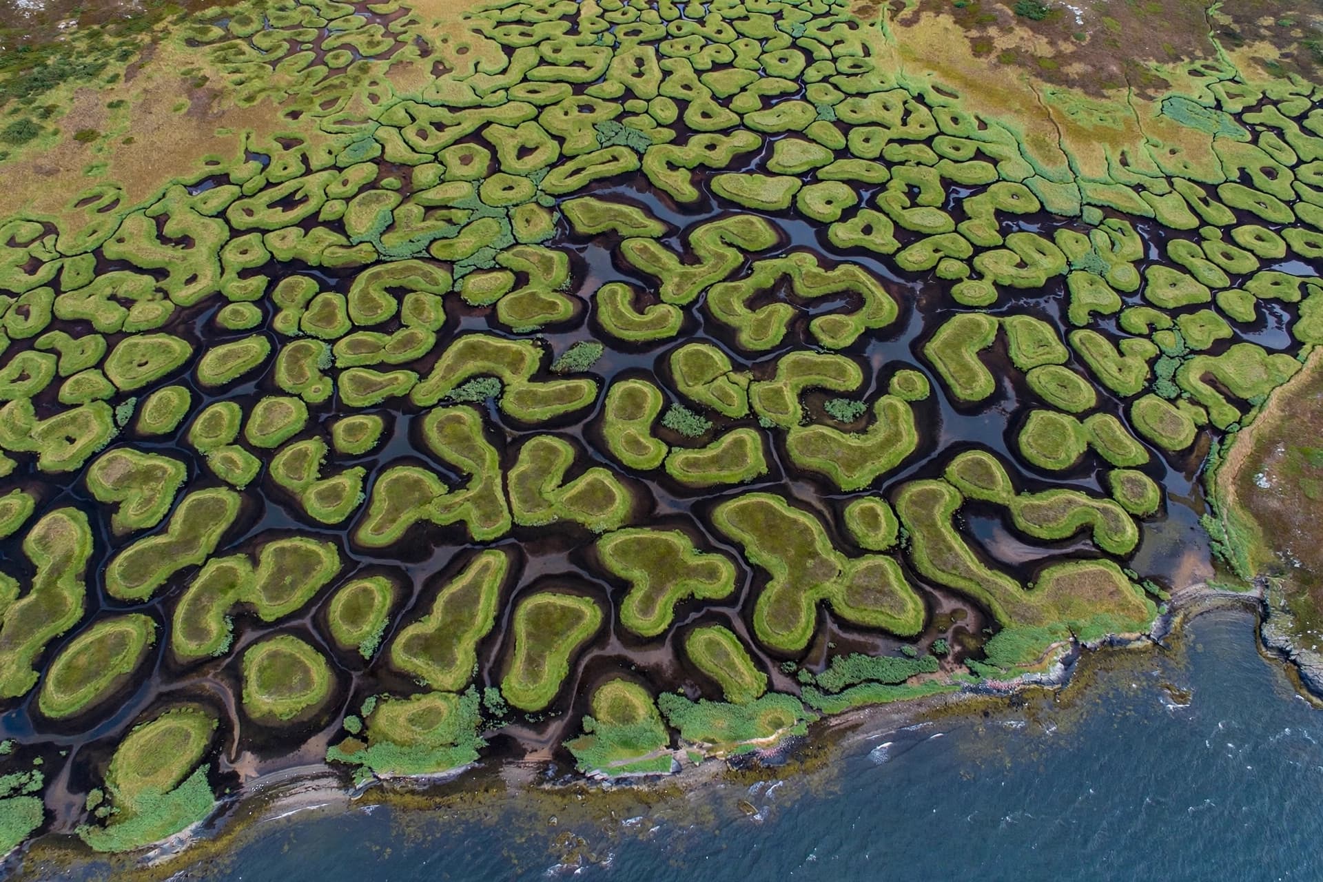 The Humble Hollows That Make the Hummocks Possible The Humble Hollows That Make the Hummocks Possible