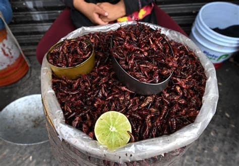 His restaurant put edible ants on the menu. Now he could face one year in prison His restaurant put edible ants on the menu. Now he could face one year in prison