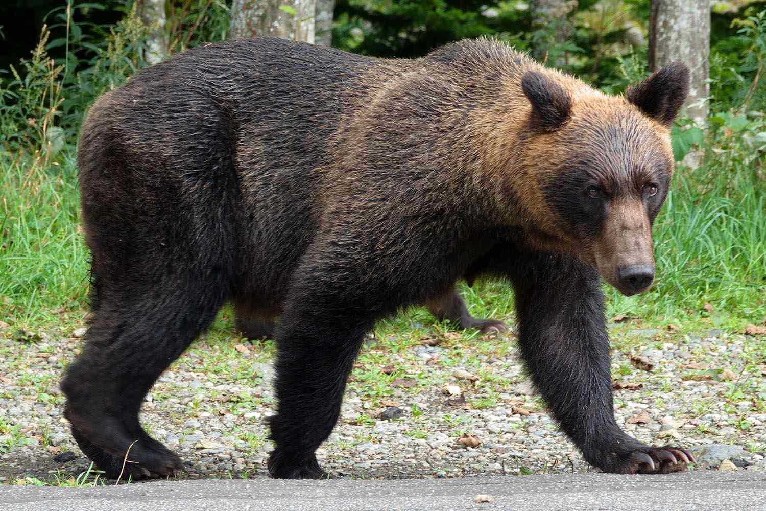 Japan Confirms Year's First Fatal Bear Attack, Two Others Suspected Japan Confirms Year's First Fatal Bear Attack, Two Others Suspected