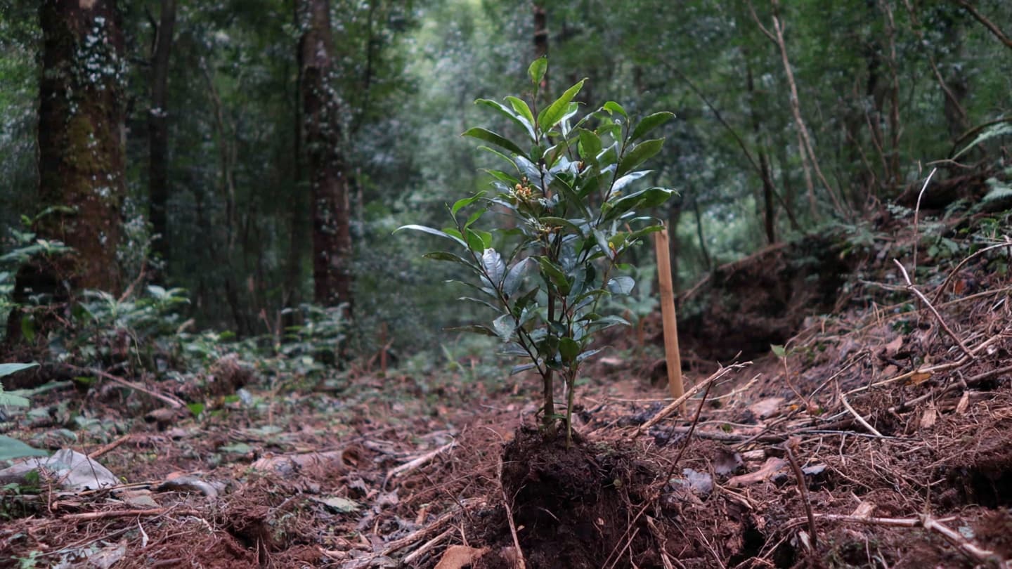Planting Tomorrow: Forests at the Heart of Ecological Renewal Planting Tomorrow: Forests at the Heart of Ecological Renewal