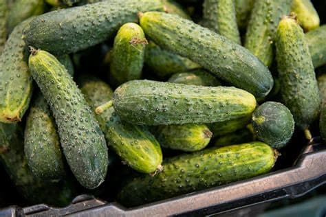 Russian Cucumbers Surpass Bananas in Price Amid Wartime Economic Struggles Russian Cucumbers Surpass Bananas in Price Amid Wartime Economic Struggles