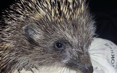 Hedgehog Declared Estonia's Animal of the Year for 2026 Hedgehog Declared Estonia's Animal of the Year for 2026