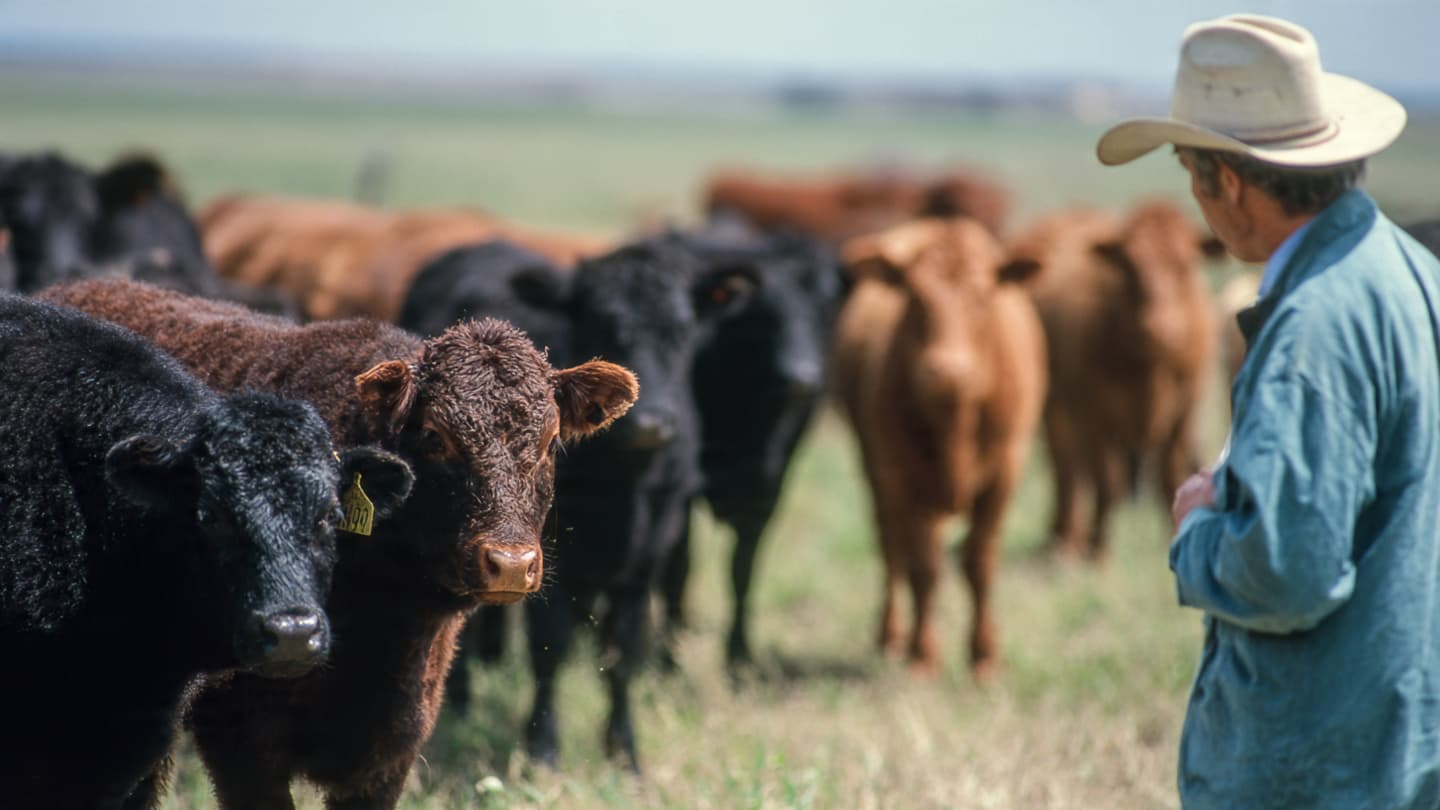 A Small Parasite Reminds Ranchers How Fragile Balance Can Be A Small Parasite Reminds Ranchers How Fragile Balance Can Be