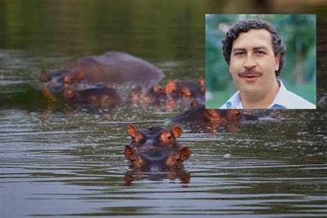 Newborn “Cocaine Hippo” Guac Rescued by Fishermen From Escobar’s Hacienda Nápoles Newborn “Cocaine Hippo” Guac Rescued by Fishermen From Escobar’s Hacienda Nápoles
