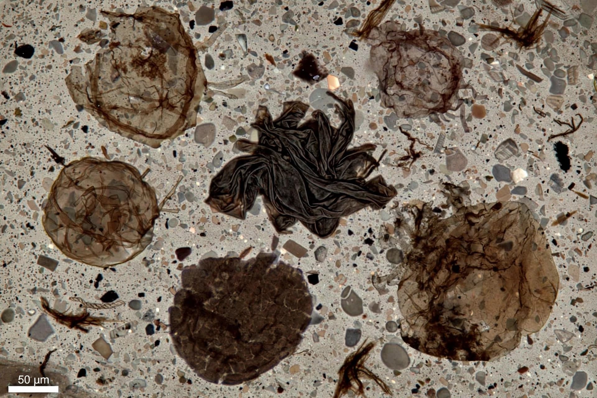 A Fossil Assemblage from 620 Million Years Ago Tells a Fuller Story A Fossil Assemblage from 620 Million Years Ago Tells a Fuller Story