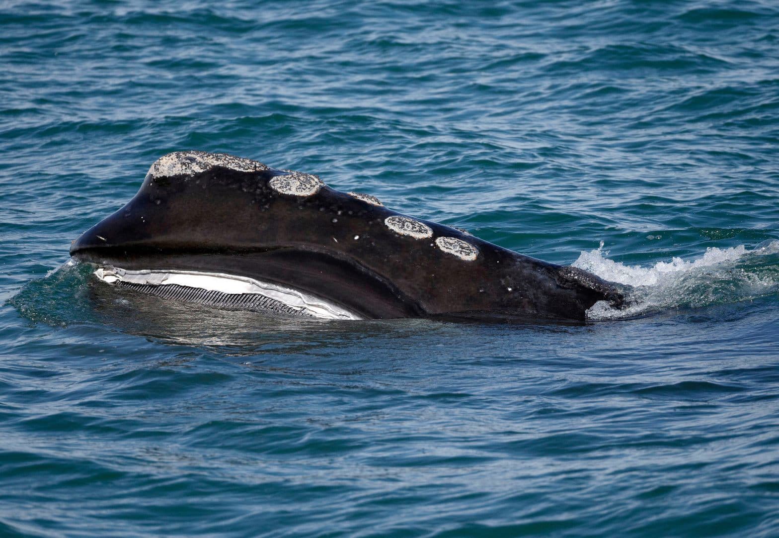 Rare Whale Experiences Encouraging Birth Season, But Scientists Warn of Extinction Risk Rare Whale Experiences Encouraging Birth Season, But Scientists Warn of Extinction Risk