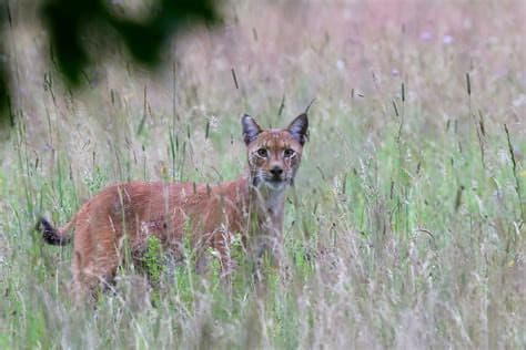 Fears Grow for Three Lynx Kittens After Mother Shot Dead in Polish Forest Fears Grow for Three Lynx Kittens After Mother Shot Dead in Polish Forest