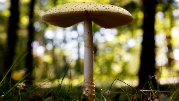 U.S. Slaps Duties on Fresh Canadian Mushrooms Over Subsidy Claims U.S. Slaps Duties on Fresh Canadian Mushrooms Over Subsidy Claims