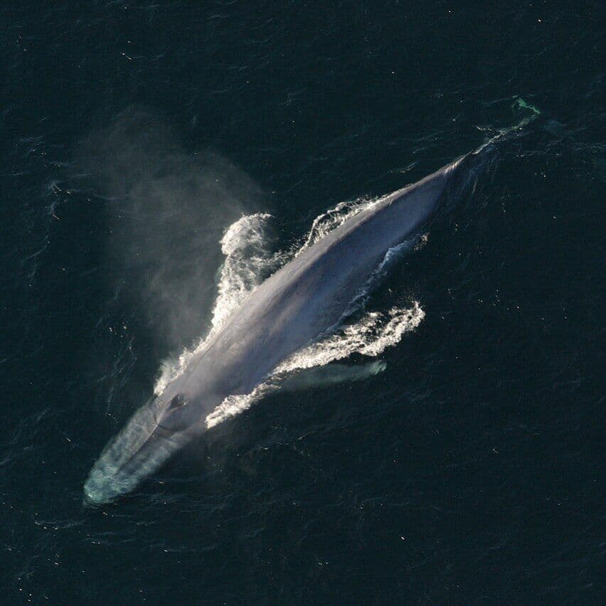 Bitcoin Whale Sells 800 BTC After Seven Months, Realizing Major Loss Amid Market Pressure Bitcoin Whale Sells 800 BTC After Seven Months, Realizing Major Loss Amid Market Pressure