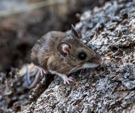 Americans Exposed to Hantavirus Upset About Forced Quarantine in Nebraska Americans Exposed to Hantavirus Upset About Forced Quarantine in Nebraska