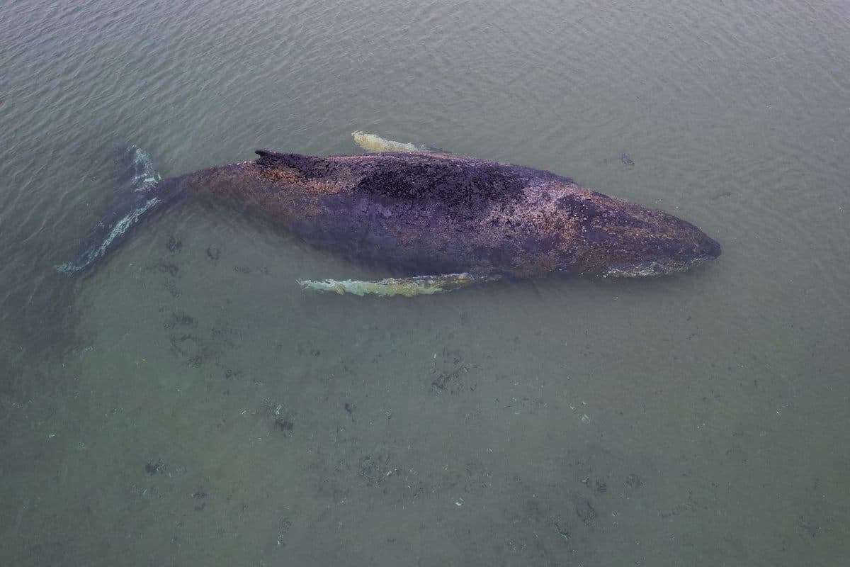 Humpback Whale Stranded Again Off German Coast - Just Days After Rescue Humpback Whale Stranded Again Off German Coast - Just Days After Rescue