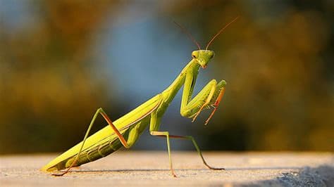 Big-Eyed Bugs and Praying Mantises: Climate Crisis Brings New Visitors to UK Shores Big-Eyed Bugs and Praying Mantises: Climate Crisis Brings New Visitors to UK Shores