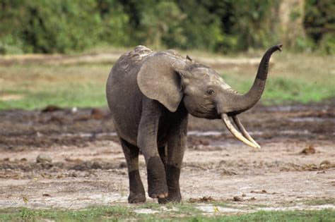 Botswana Condemned for Authorizing Elephant Slaughter During Independence Celebrations Botswana Condemned for Authorizing Elephant Slaughter During Independence Celebrations